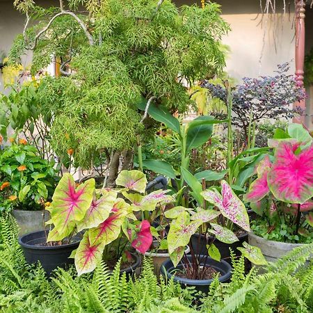 Idor Holidays Sri Jayawardenapura Kotte Kültér fotó